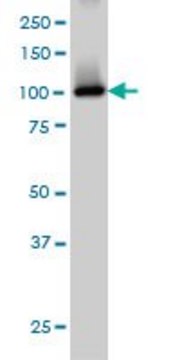 Monoclonal Anti-PDE2A antibody produced in