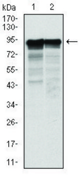 Monoclonal Anti-NEFL antibody produced in