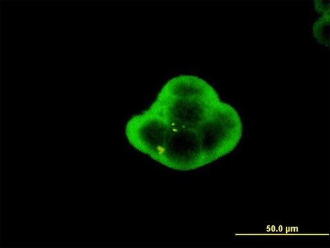 Monoclonal Anti-C1orf19 antibody produced in