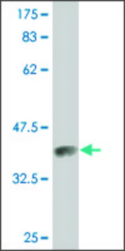 Monoclonal Anti-PROS1 antibody produced in