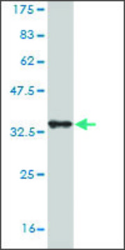 Monoclonal Anti-SORCS3 antibody produced in