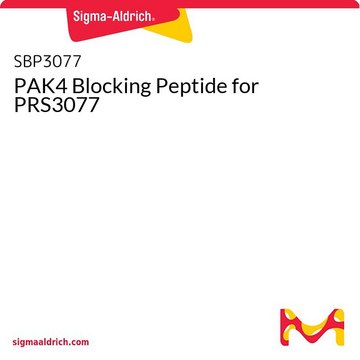 PAK4 Blocking Peptide for PRS3077