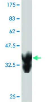 Monoclonal Anti-RNF157 antibody produced in