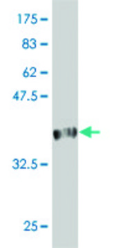 Monoclonal Anti-FBXL21 antibody produced in