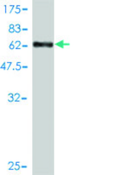 Monoclonal Anti-MAGEA2 antibody produced in