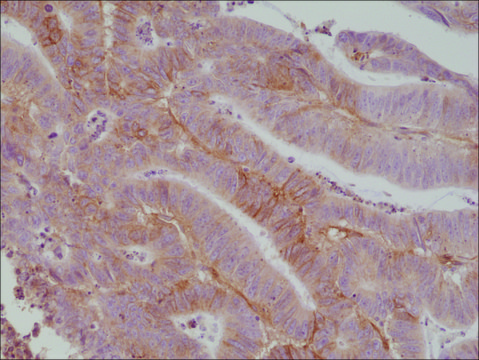 Anti-CD276 (B7-H3) antibody, Rabbit monoclonal