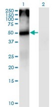 Monoclonal Anti-CHRNA5 antibody produced in