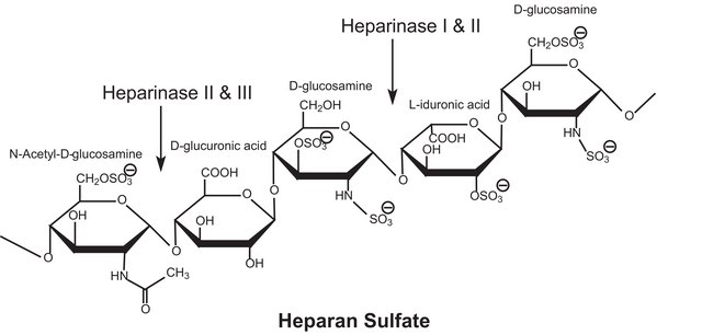 Heparinase II from Flavobacterium heparinum