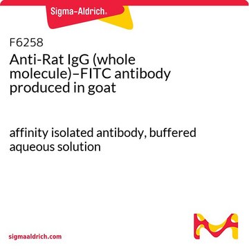 Anti-Rat IgG (whole molecule)–FITC antibody