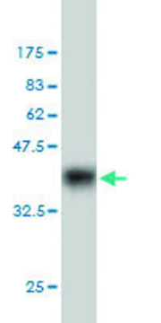 Monoclonal Anti-MYST2 antibody produced in