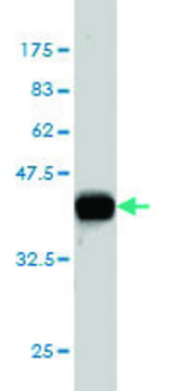 Monoclonal Anti-CELSR3 antibody produced in