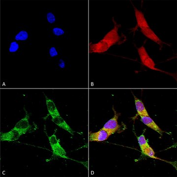 Monoclonal Anti-Vglut3 - Atto 390