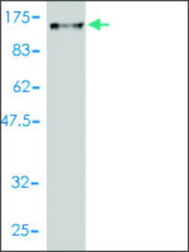Monoclonal Anti-DNAI1 antibody produced in