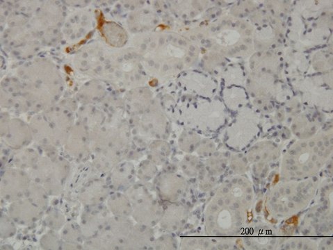 Monoclonal Anti-C3 antibody produced in