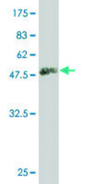 Monoclonal Anti-BRF1 antibody produced in
