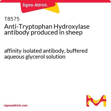 Anti-Tryptophan Hydroxylase antibody produced in
