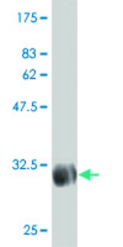 Monoclonal Anti-TSCOT antibody produced in