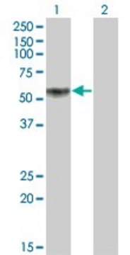 Monoclonal Anti-KLF12 antibody produced in