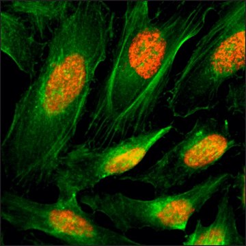 Anti-Histone H4 antibody, Rabbit monoclonal