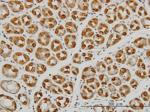 Monoclonal Anti-EIF2C2 antibody produced in