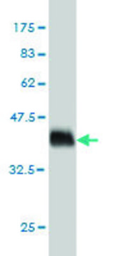 Monoclonal Anti-PDE3A antibody produced in
